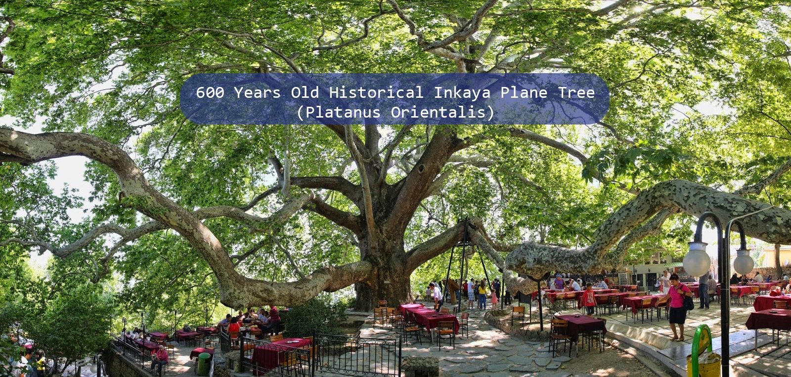 600 Years Old Historical Inkaya Plane Tree, Bursa